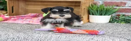 Miniature Schnauzer dogs for sale: Janelle - Ad 4