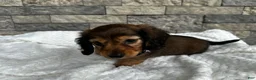 Miniature Dachshund dogs for sale: Cassie  - Ad 3