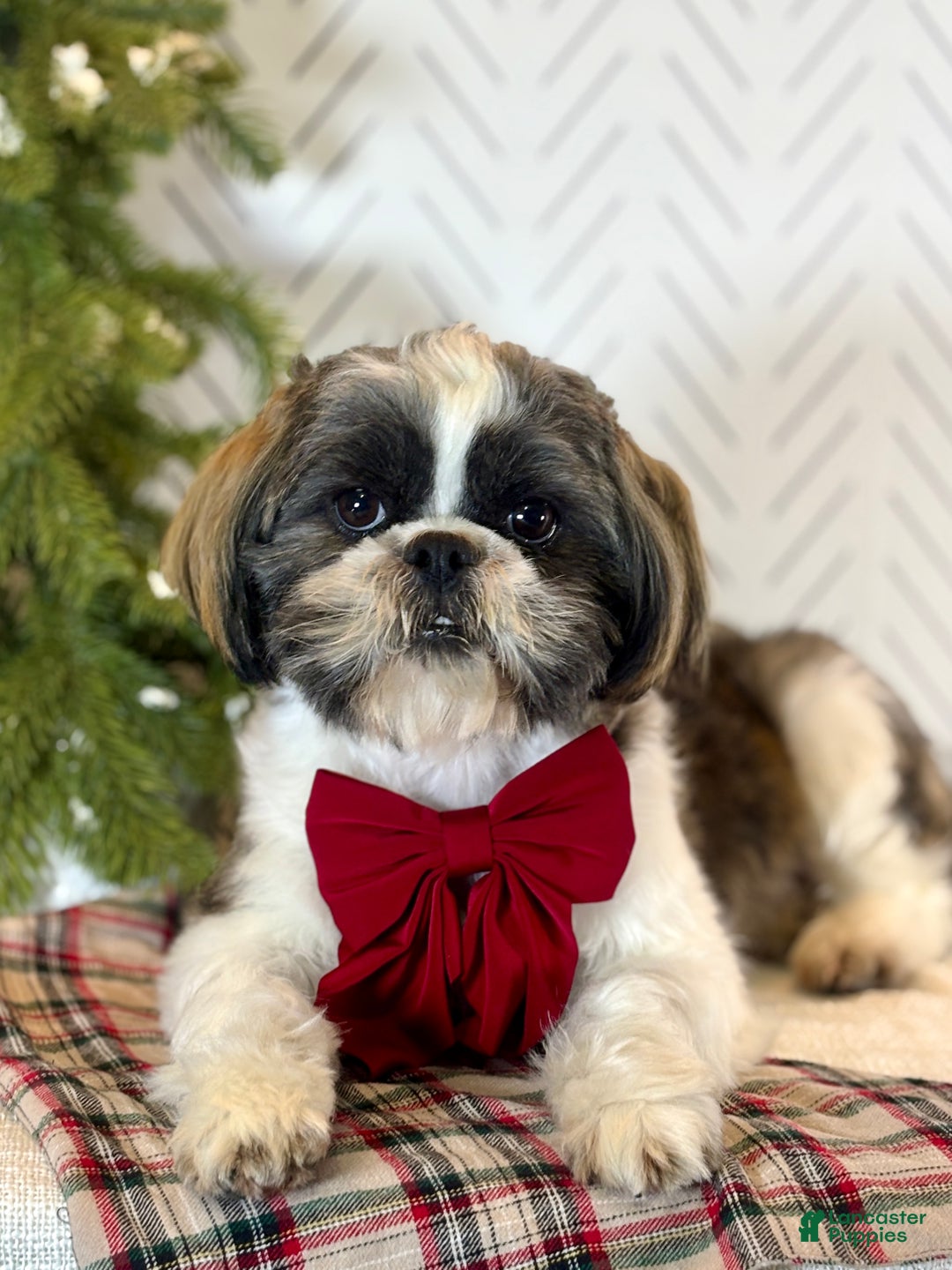 Shih Tzu dogs for sale: Salsa - Ad 4