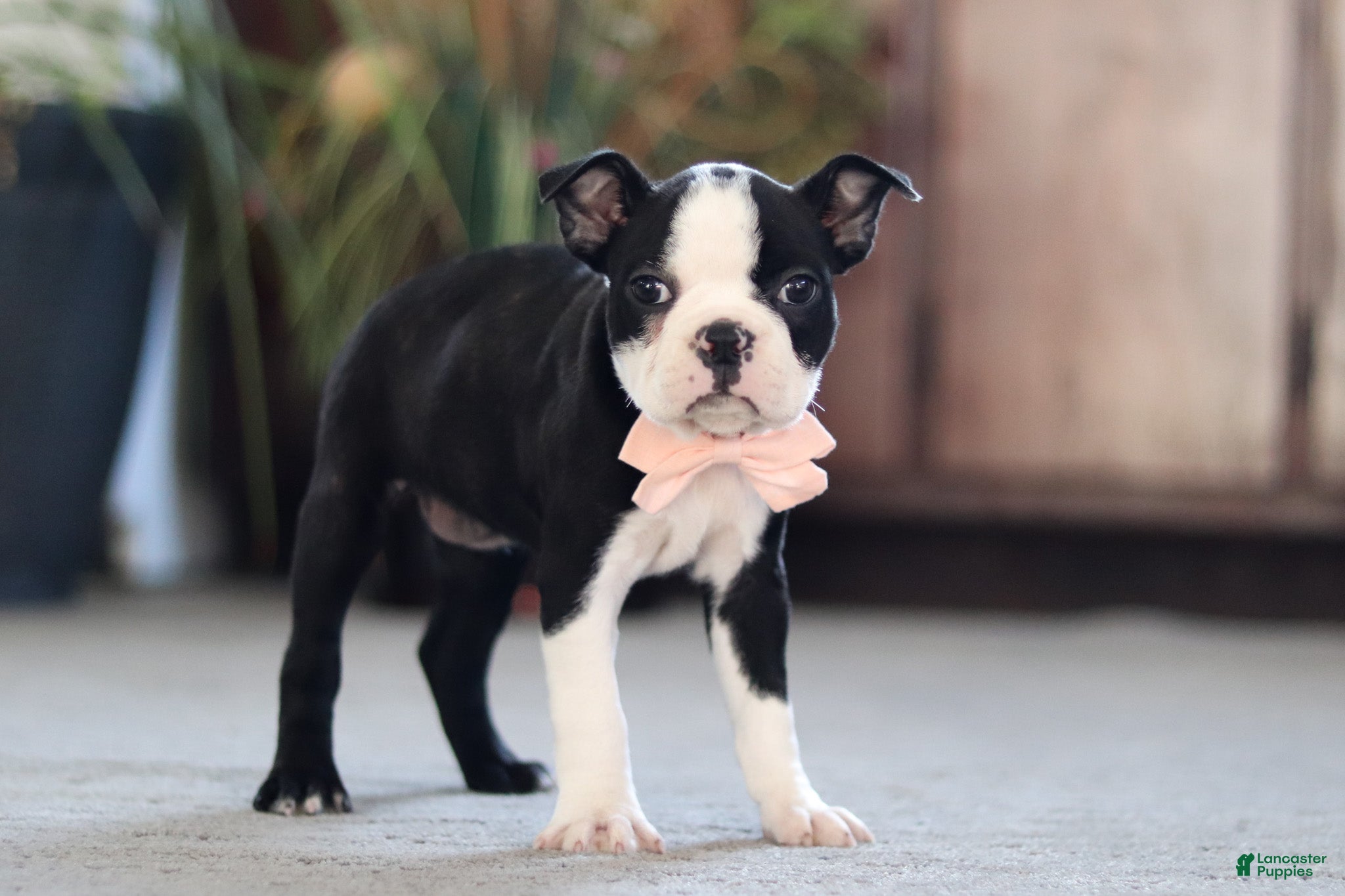 Boston Terrier dogs Marla - Ad 1
