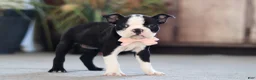 Boston Terrier dogs for sale: Marla - Ad 1