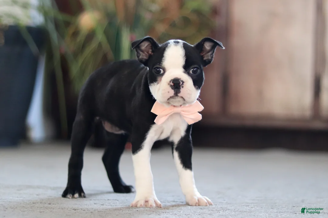 Boston Terrier dogs for sale: Marla - Ad 1