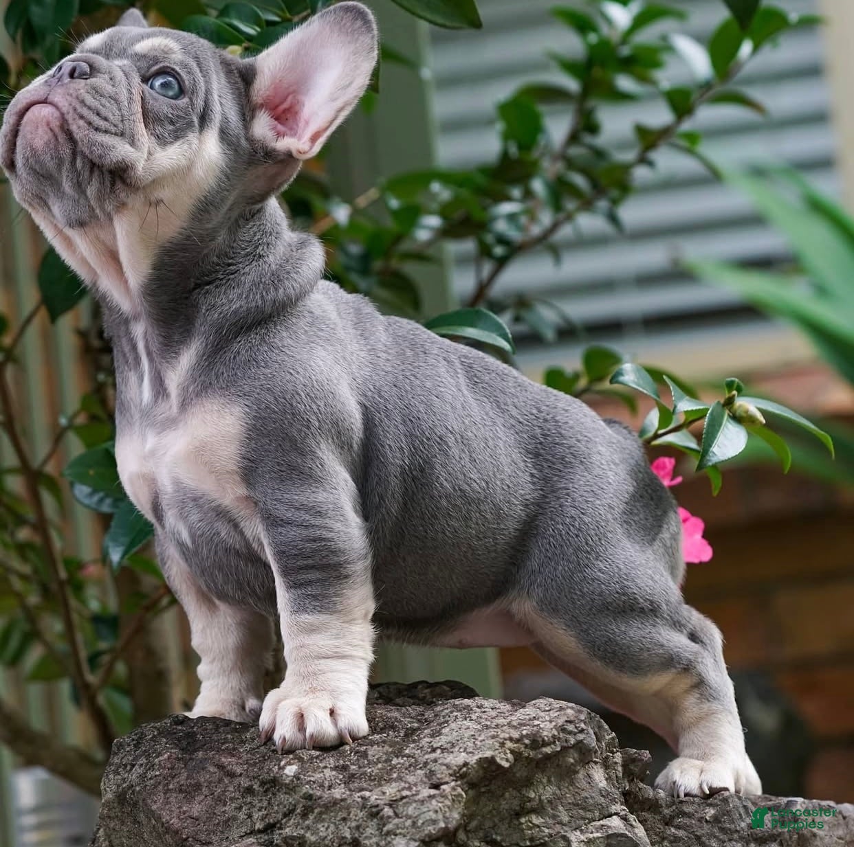 French Bulldog dogs Anna Lilac and Tan Frenchie Pup - Ad 33