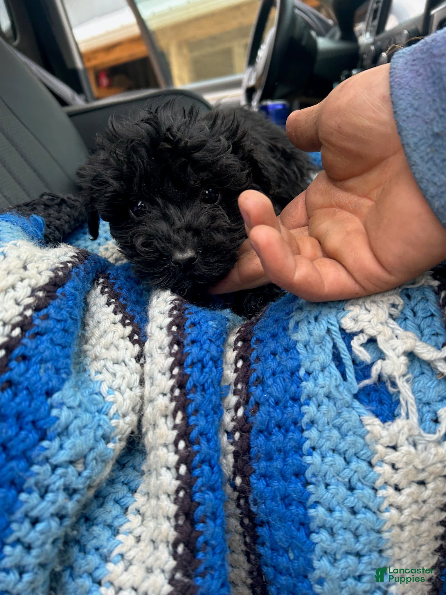 Yorkiepoo dogs Blackie - Ad 16