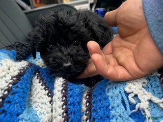 Yorkiepoo dogs Blackie - Ad 23