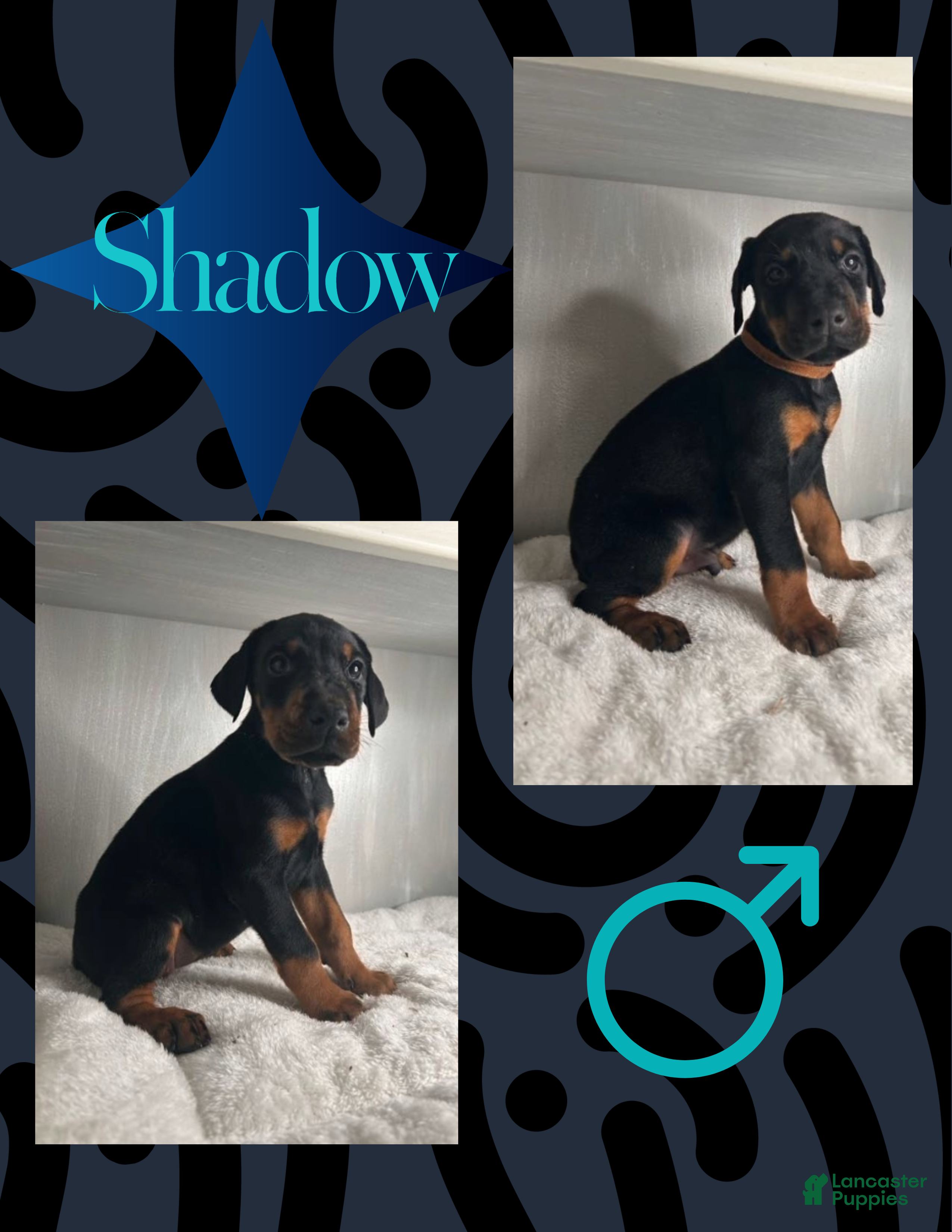 Doberman Pinscher dogs Shadow - Ad 6