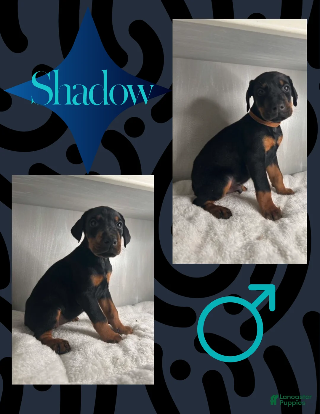 Doberman Pinscher dogs for sale: Shadow - Ad 1