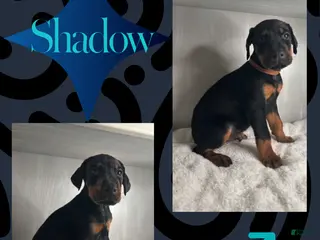 Doberman Pinscher dogs Shadow - Ad 6