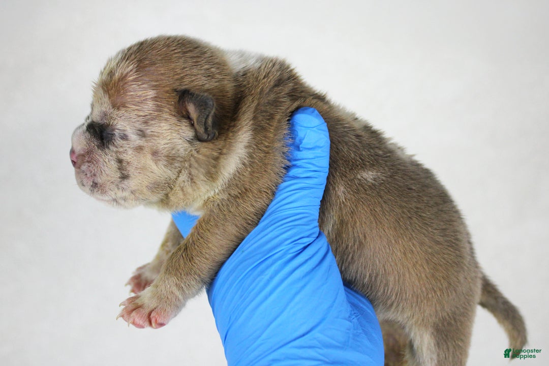 American Bully dogs for sale: Fawn Merle Female (blue mask) - Ad 2