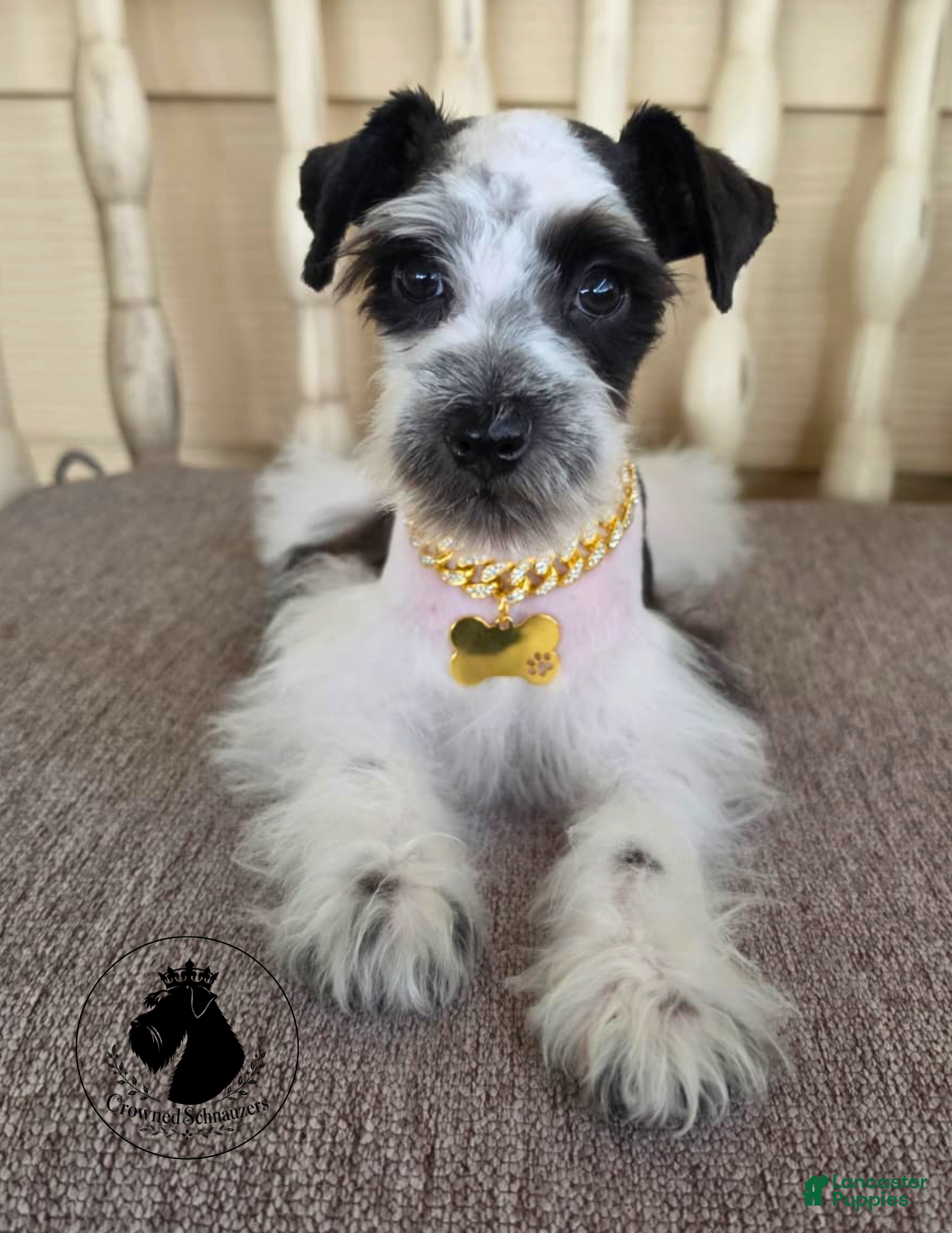 Miniature Schnauzer dogs Grace black parti  - Ad 2