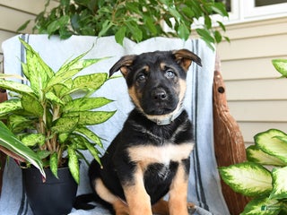 German Shepherd dogs Neil - Ad 26