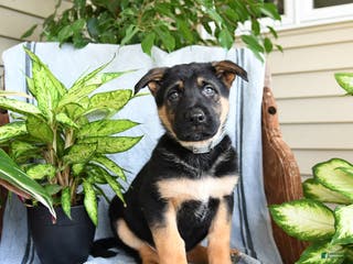 German Shepherd dogs Neil - Ad 40