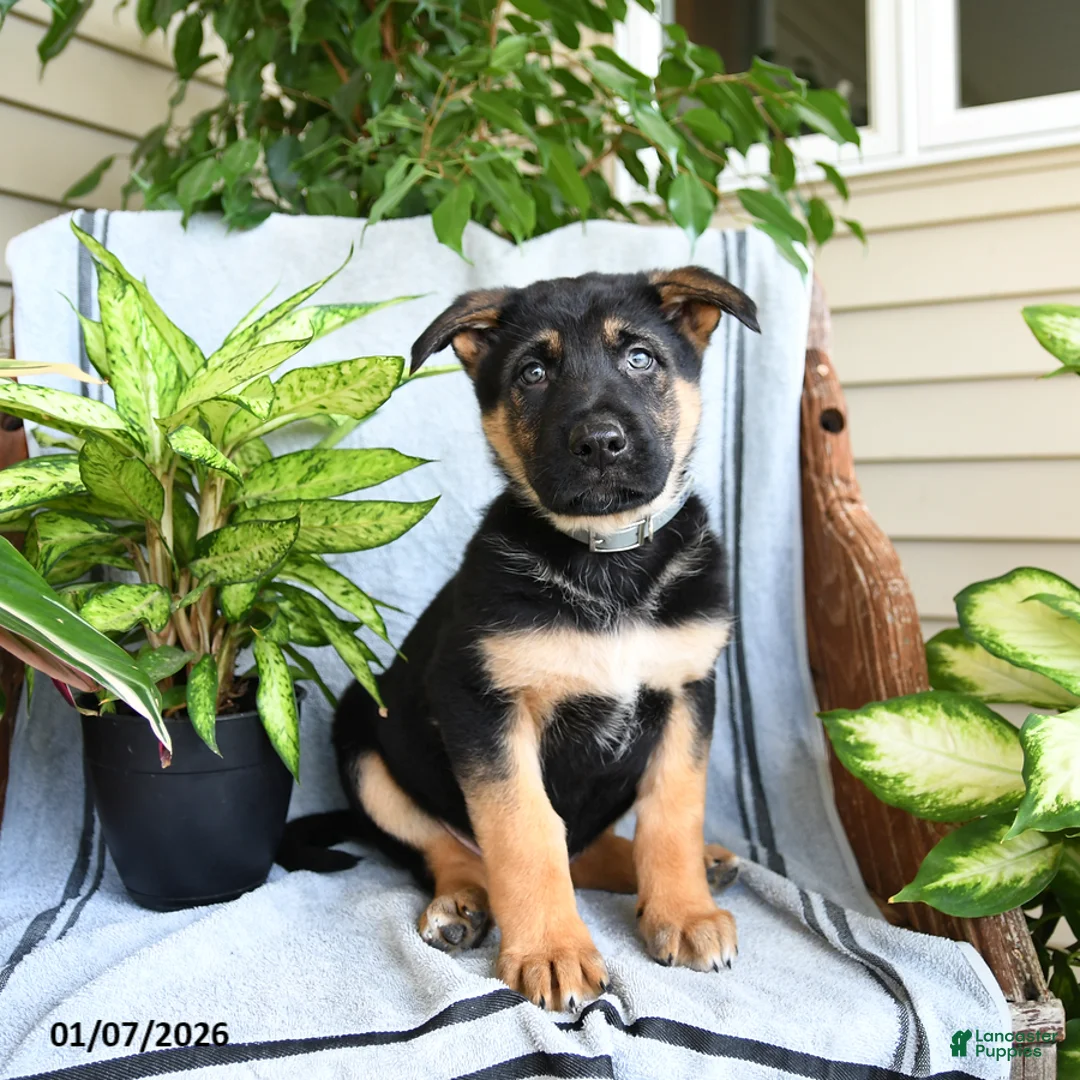 German Shepherd dogs for sale: Neil - Ad 1