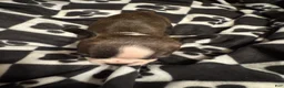 Boston Terrier dogs for sale: Sleepy-Brindle & White - Ad 6