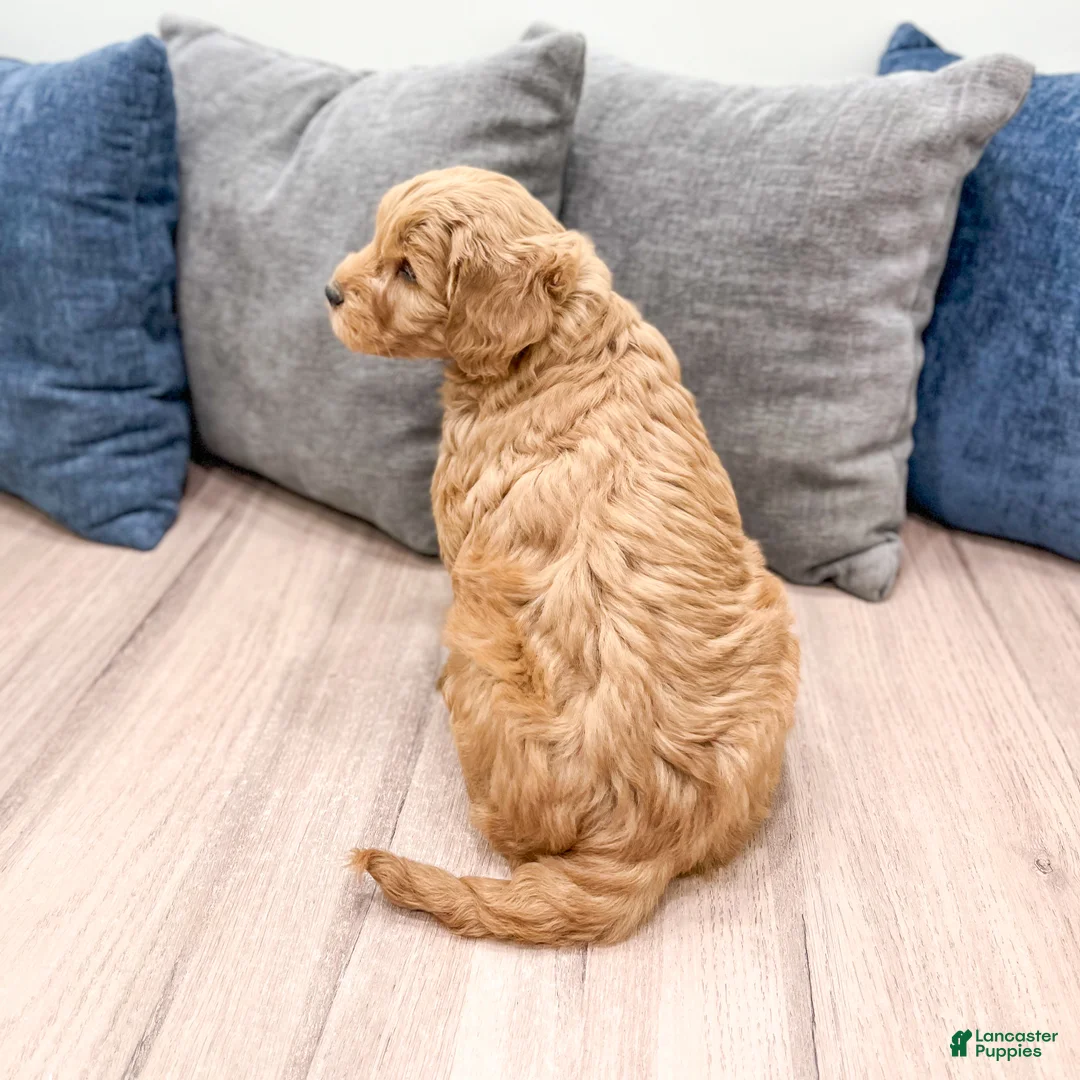 Mini Goldendoodle dogs for sale: Ryder - Ad 5