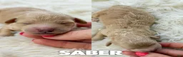 Mini Aussiedoodle dogs for sale: Saber - Micro Mini F1b - Ad 1