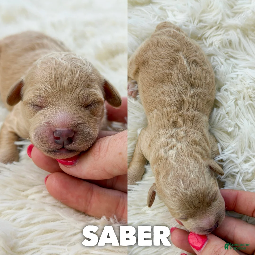 Mini Aussiedoodle dogs for sale: Saber - Micro Mini F1b - Ad 1