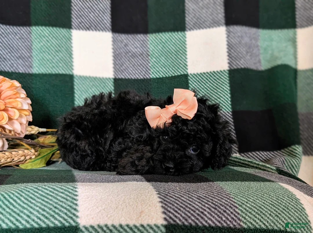 Cavapoo dogs for sale: Paris Hypoallergenic - Ad 9