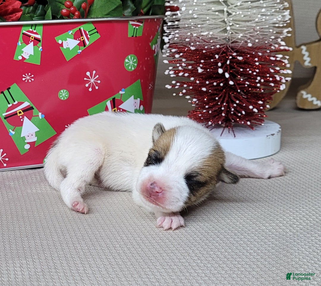 Jack Russell Terrier dogs for sale: Westfork's TATE - Ad 2