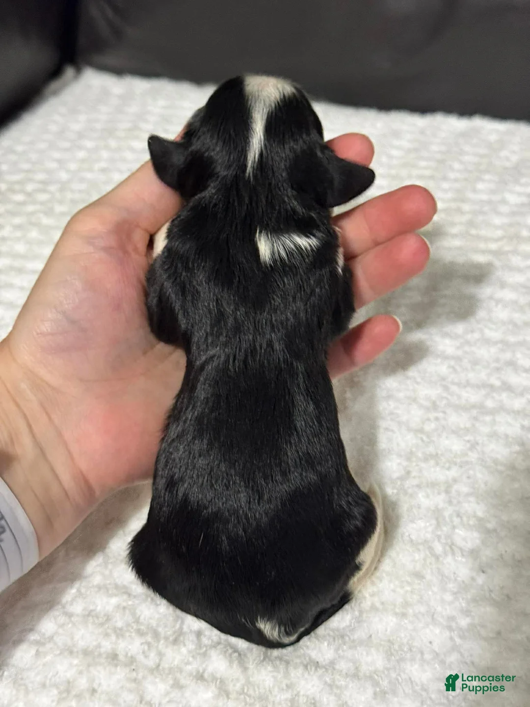 Cavapoo dogs for sale: Minnie - Ad 5