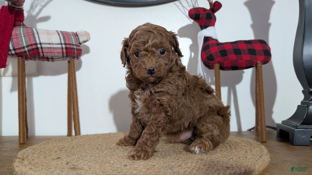 Miniature Poodle dogs for sale: Max - Ad 5