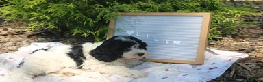 Lily