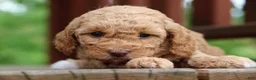 Mixed Breed dogs for sale: Kyla - Ad 4