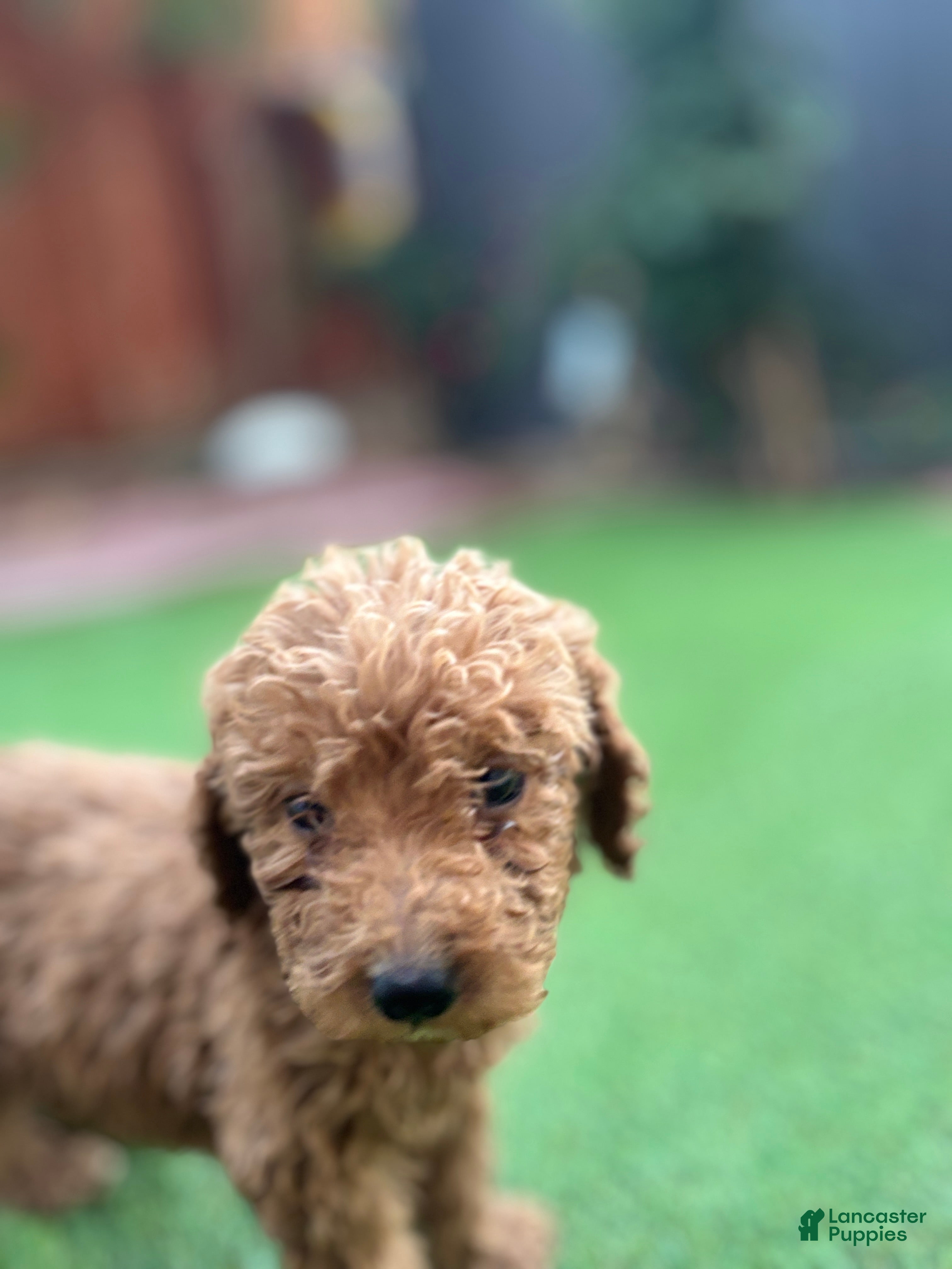 Standard Poodle dogs Charlie - Ad 2