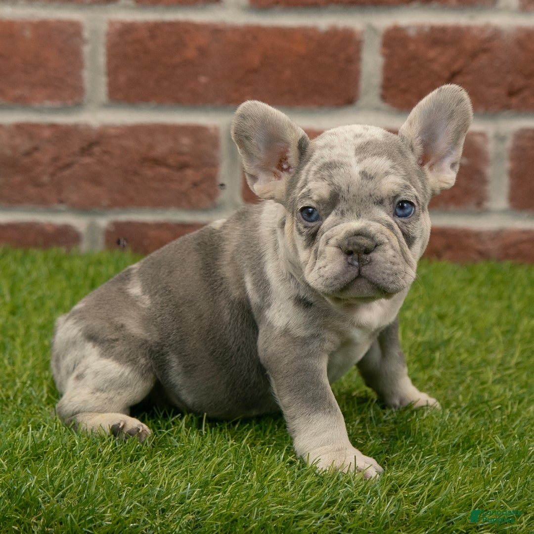 French Bulldog dogs for sale: Maverick - Ad 5