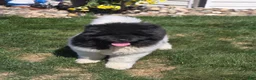 Akita dogs for sale: JoJo - Ad 1