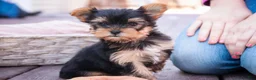 Yorkshire Terrier dogs for sale: Bitsy - Ad 7