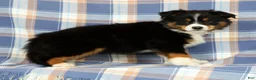 Australian Shepherd dogs for sale: Molly - Ad 4