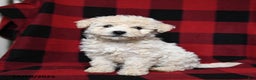 Bichpoo dogs for sale: Snowflake - Ad 3