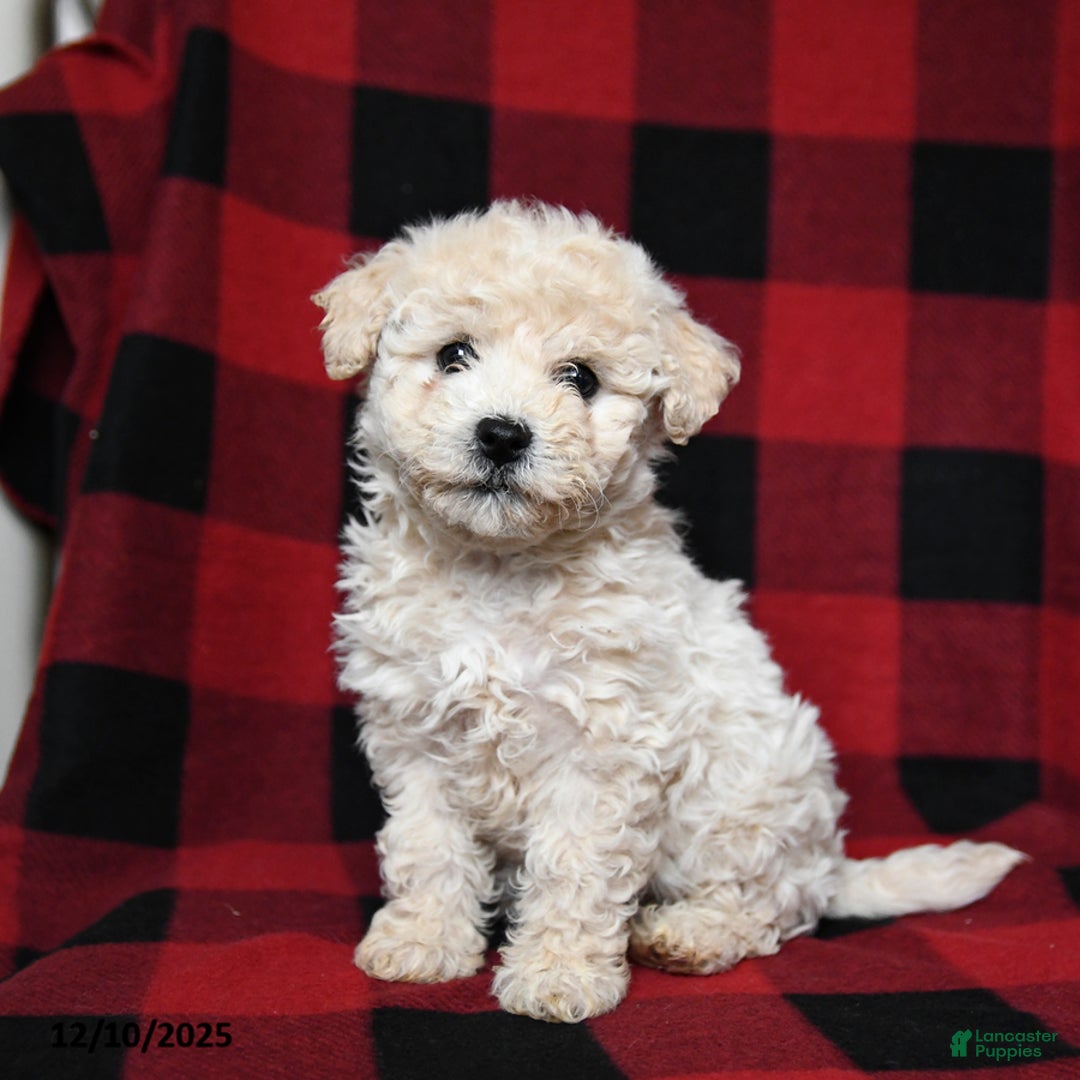 Bichpoo dogs for sale: Snowflake - Ad 3