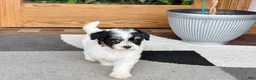 Havapoo dogs for sale: Havapoo girl 1 - Ad 8