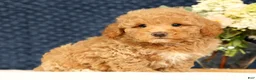 Havapoo dogs for sale: Hoover - Ad 8