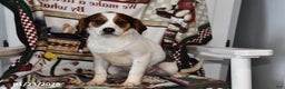 Mixed Breed dogs for sale: Bentley - Ad 3