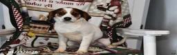 Mixed Breed dogs for sale: Bentley - Ad 3