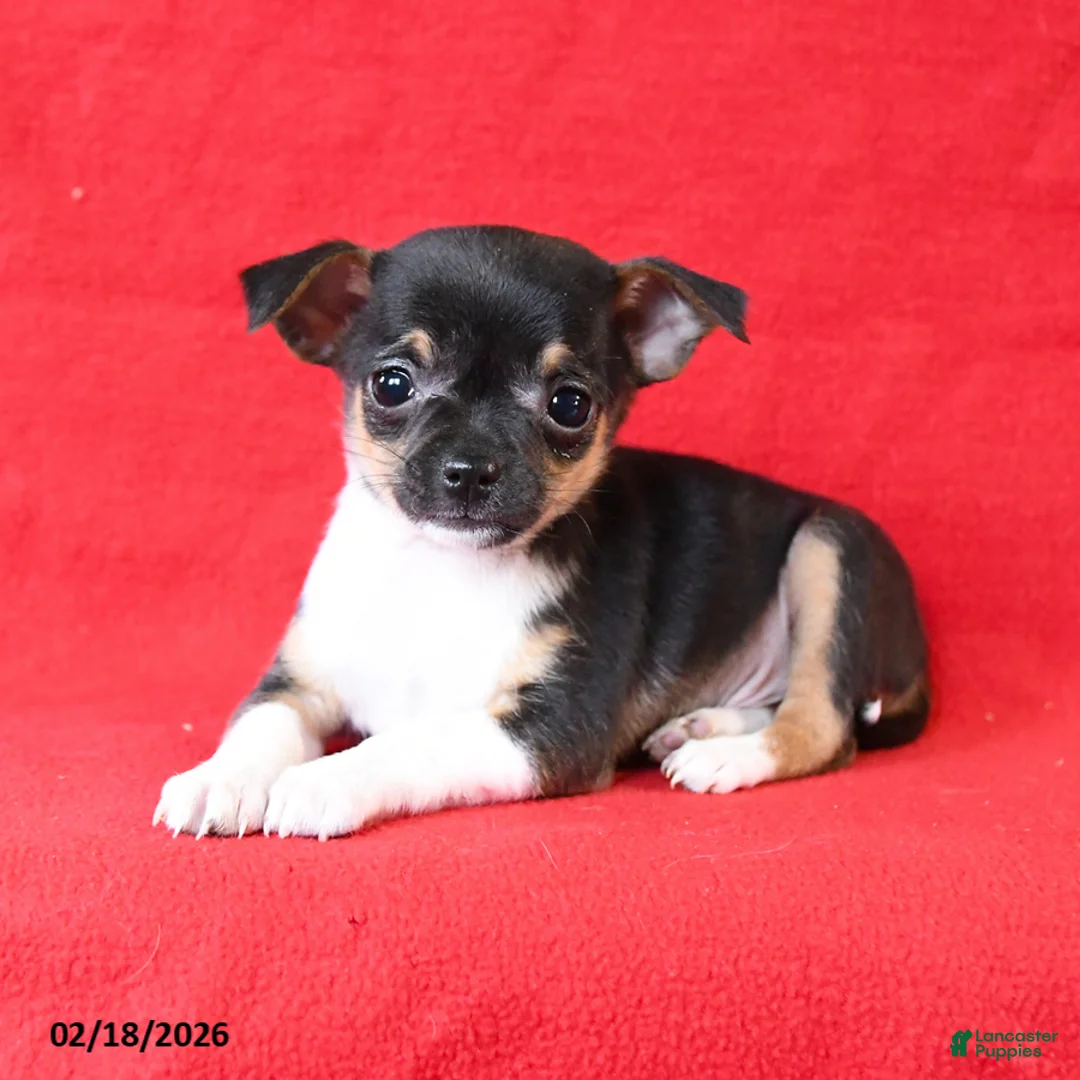 Chihuahua dogs for sale: Coco  - Ad 3