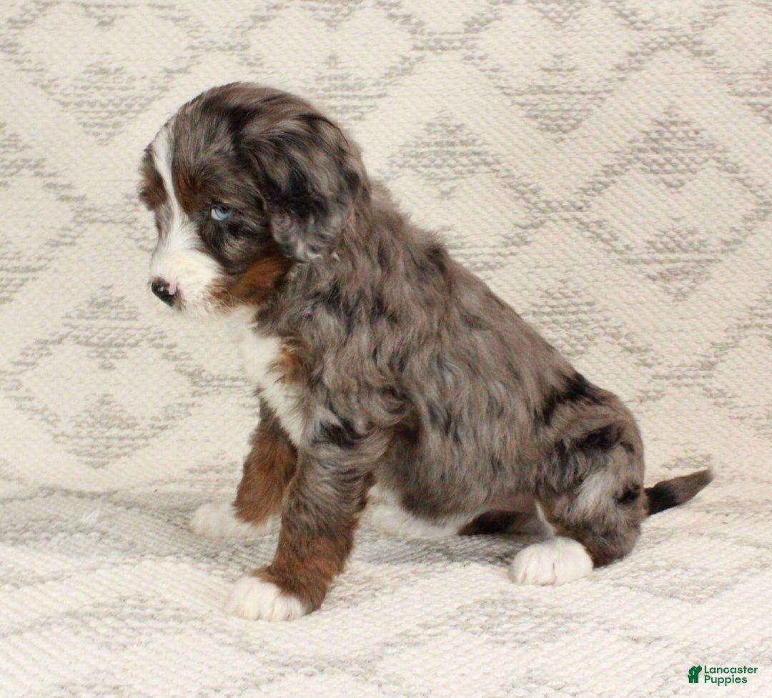 Bernedoodle dogs for sale: Bella - Ad 7