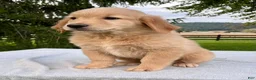 Golden Retriever dogs for sale: Jepp - Ad 4