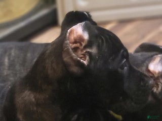 Cane Corso dogs - Ad 4