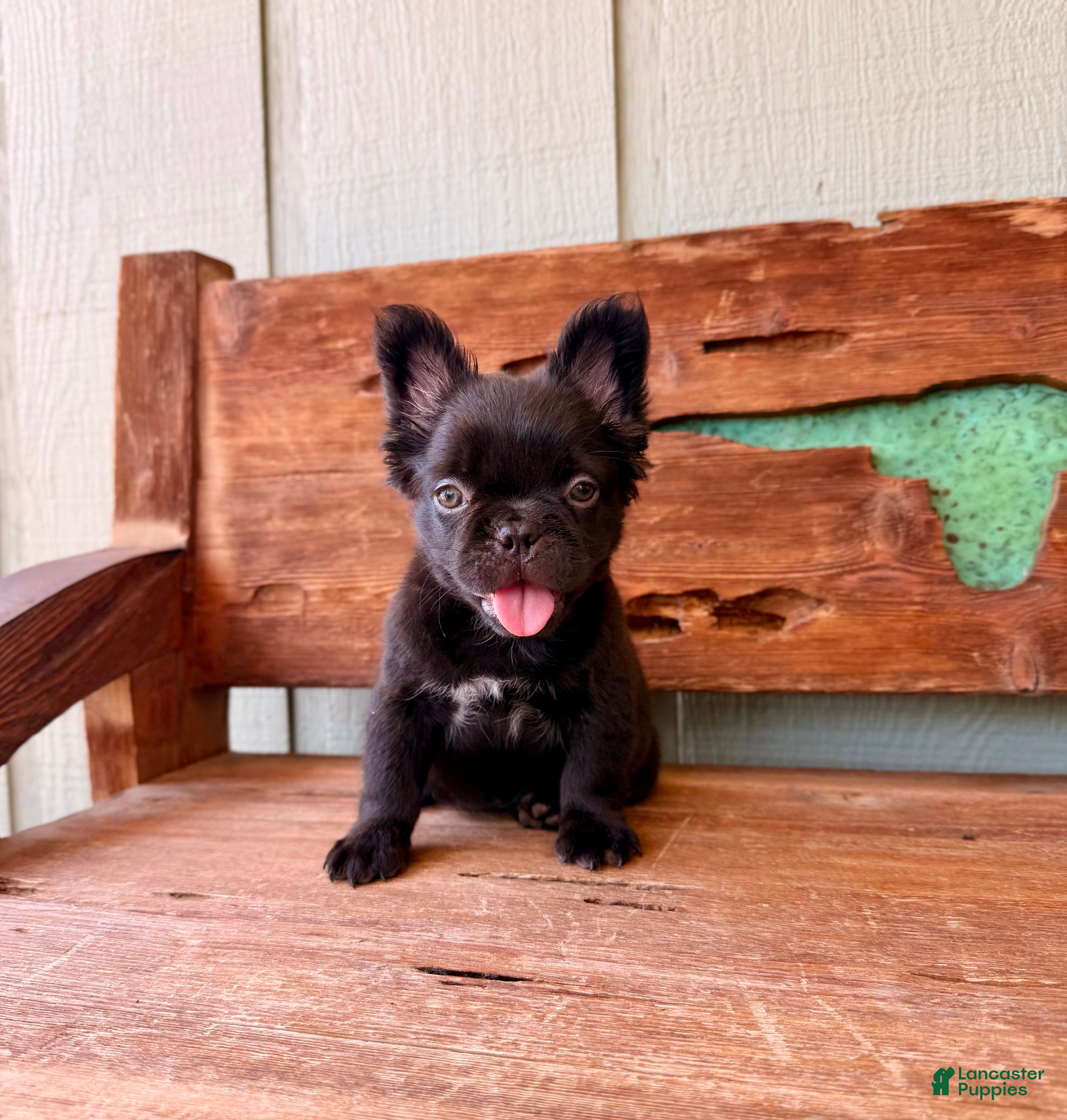 French Bulldog dogs Mocha Bean - Ad 2