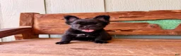 French Bulldog dogs for sale: Mocha Bean - Ad 2