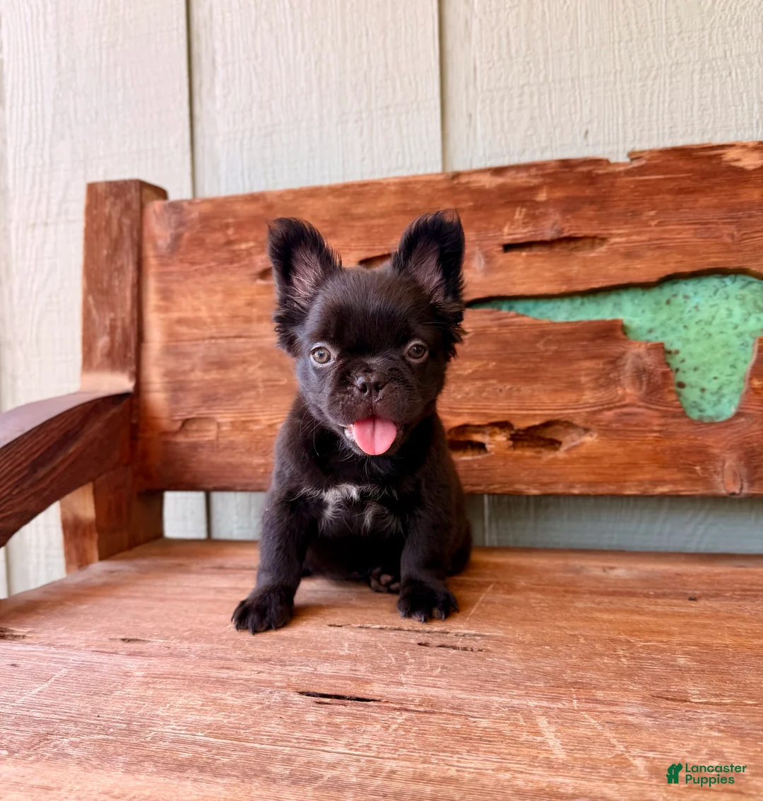 French Bulldog dogs for sale: Mocha Bean - Ad 2