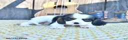 Cavalier King Charles Spaniel dogs for sale: Cajun - Ad 4