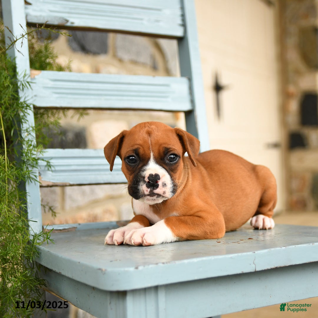 Boxer dogs for sale: Leo - Ad 2