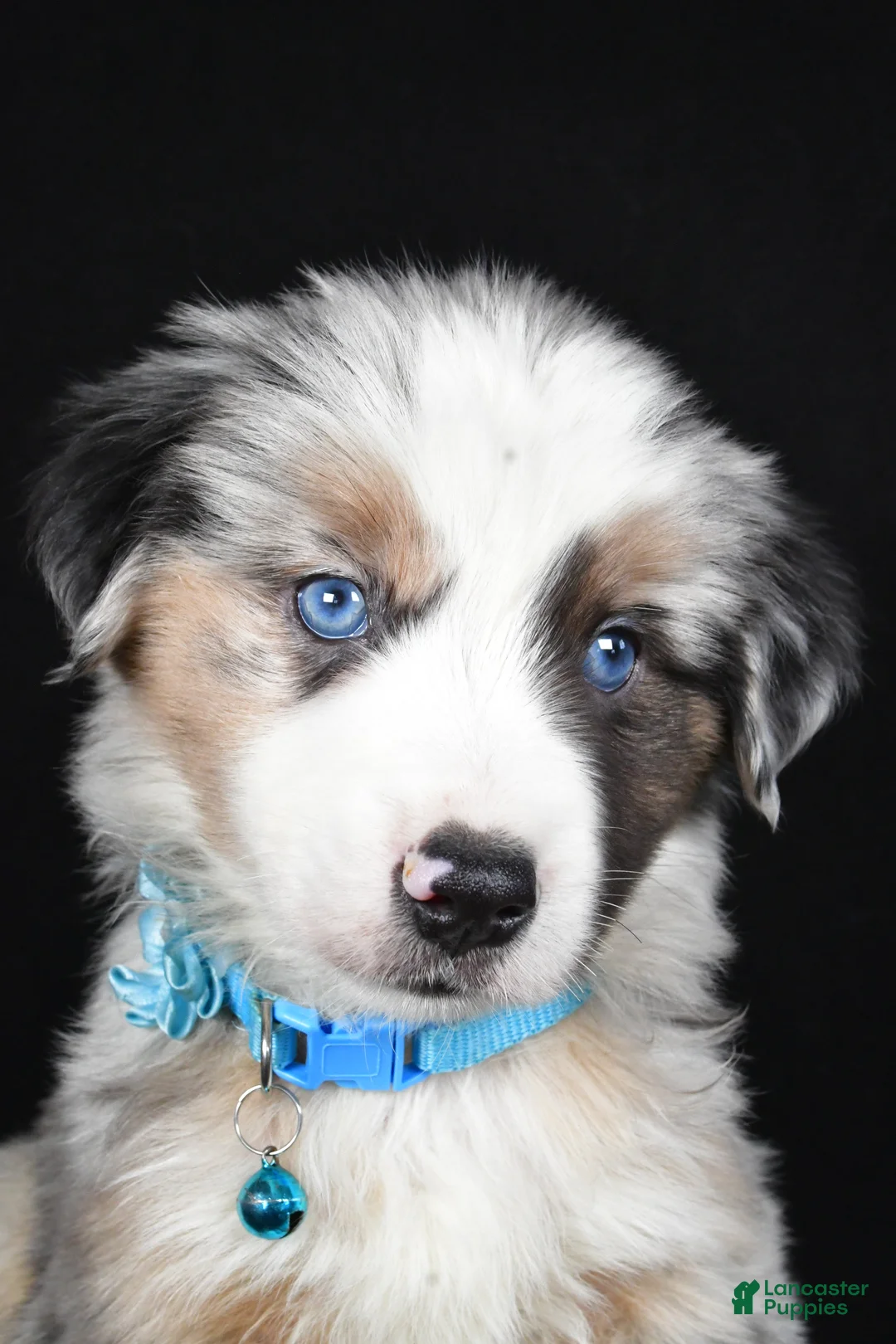 Miniature Australian Shepherd dogs for sale: Oscar - Ad 2