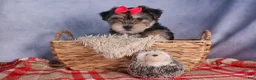 Morkie dogs for sale: Nova - Ad 6