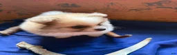 Pomeranian dogs for sale: Pomeranian 1 - Ad 3